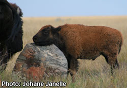 Plains bison