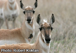 Pronghorn antelope