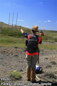 Researcher in grasslands