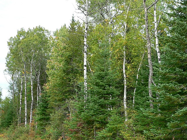 Forêt mixte en hiver