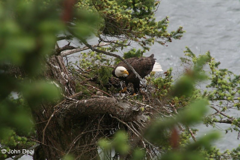 Bald Eagle nesting