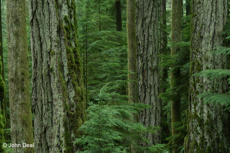 La forêt pluviale côtière du Canada