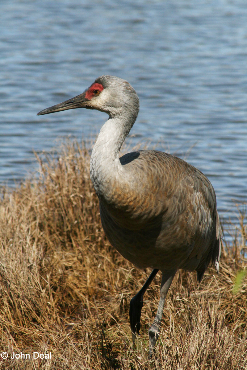 Sandhill Crane