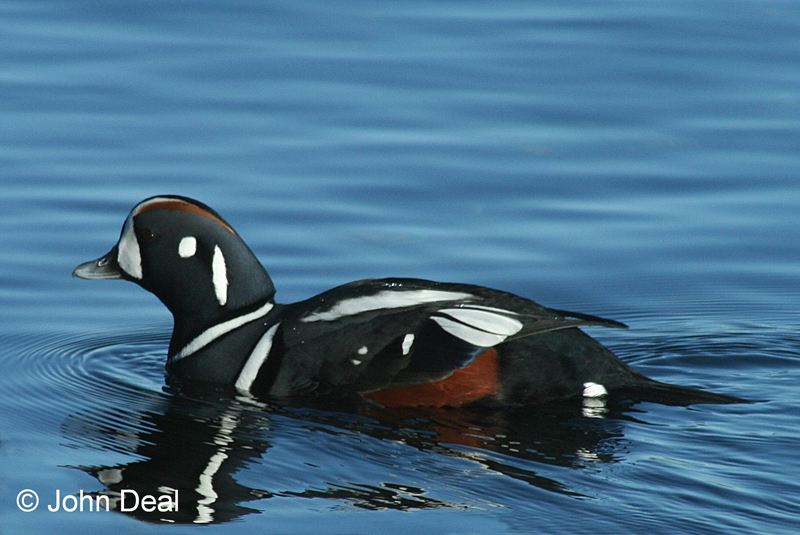 Harlequin Duck