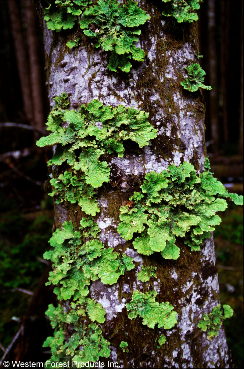Tree covered in bryophytes