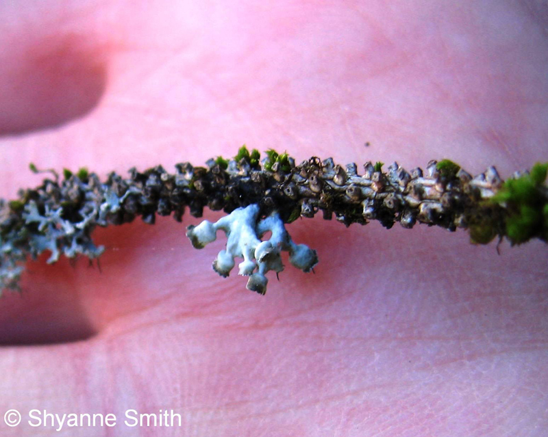Seaside Centipede Lichen