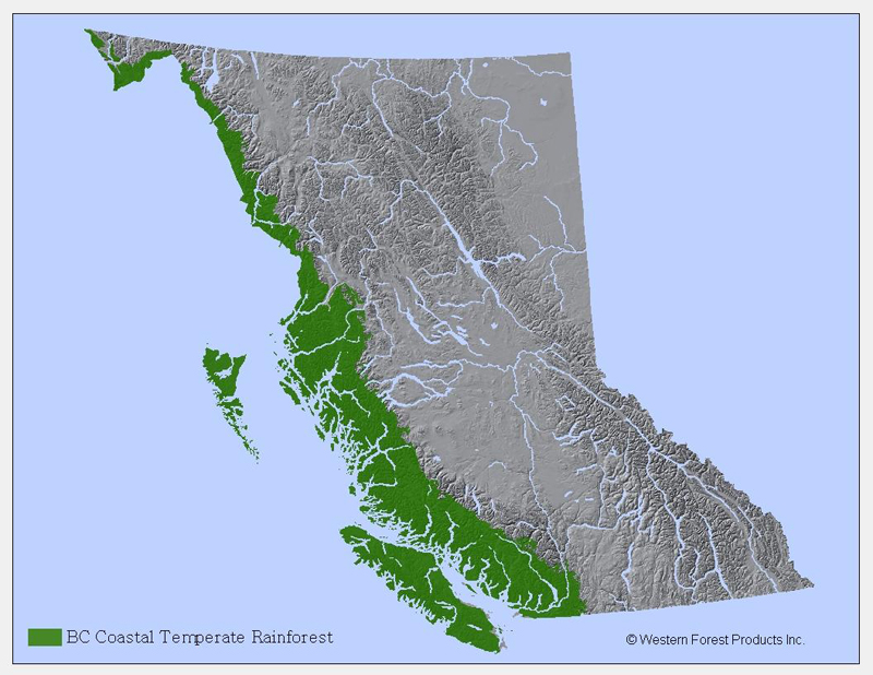 The coastal temperate rainforest in British Columbia