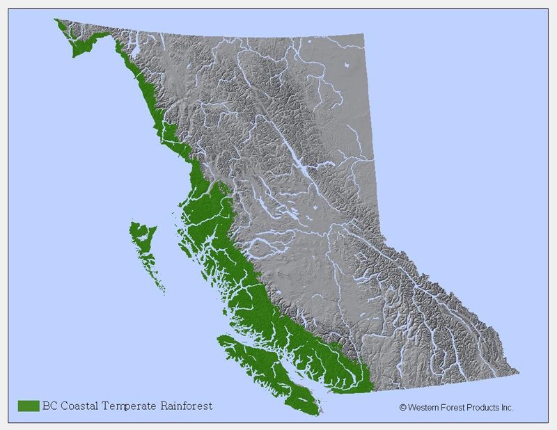 Hinterland Who's Who - Coastal Rainforest