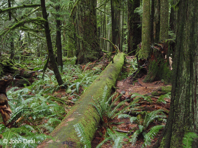 La forêt pluviale côtière du Canada