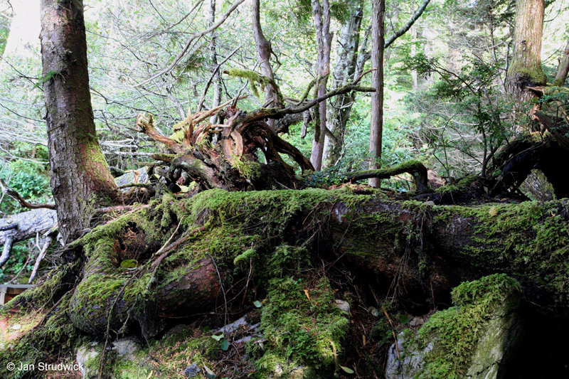 La forêt pluviale côtière du Canada