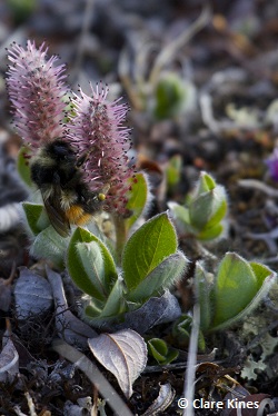 Arctic Bumblebee