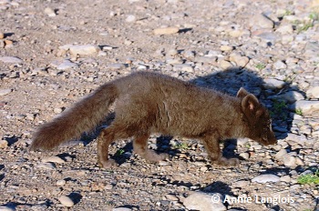 Arctic Fox