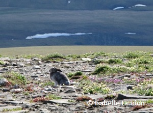 Arctic Hare in the summer