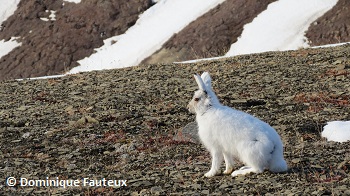 Lièvre arctique