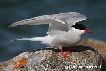 Arctic Tern