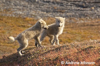 Arctic Wolf pups