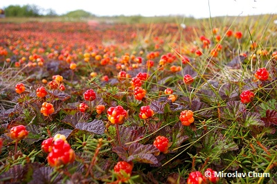 Cloudberry