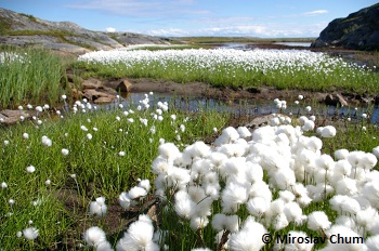 Cottongrass