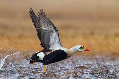 L'Eider à tête grise