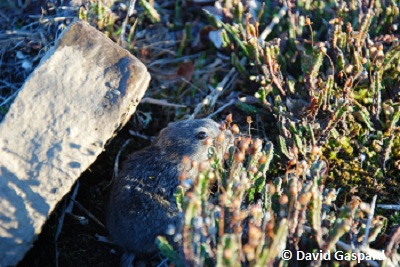 Lemming