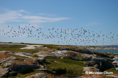 Geese migrating in the tundra