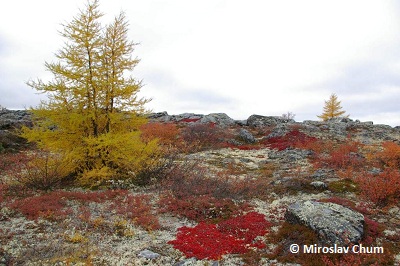 Mosses and lichens