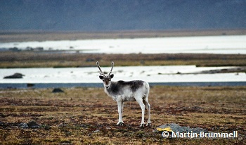 Peary Caribou