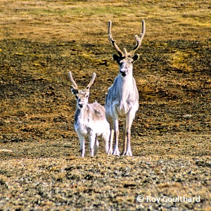 Peary Caribou