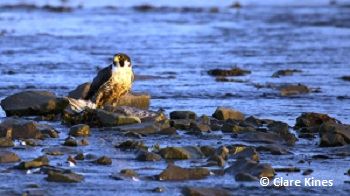 Peregrine Falcon