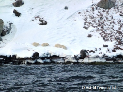 Polar Bear mother and cubs