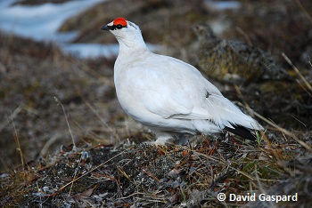 Rock Ptarmigan in winter plumage