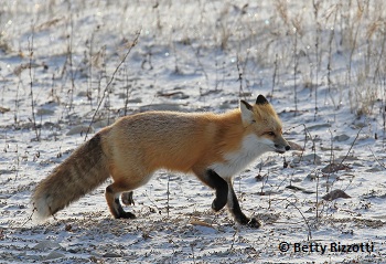 Red Fox