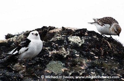 Snow Bunting pair