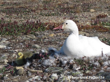 Snow Goose with gosling