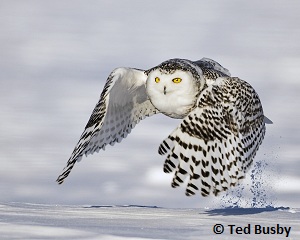 Snowy Owl