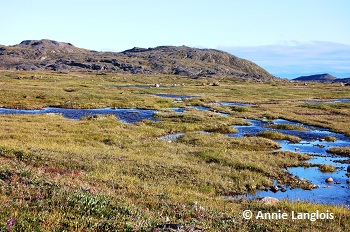 La toundra sur l'Île de Baffin, Nunavut