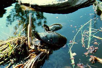 Turtles sunning themselves in wetlands