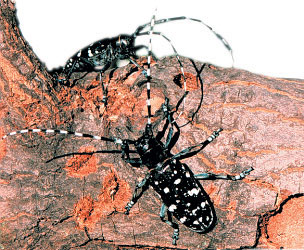 Asian long-horned beetles