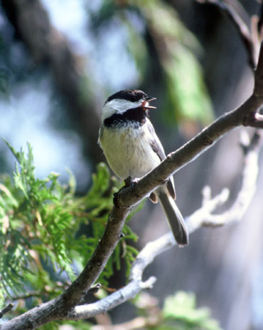 la Mésange à tête noire