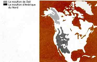 La r&eacute;partition du mouflon