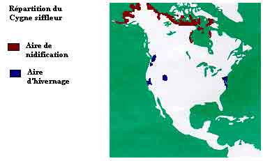 La répartition du Cygne siffleur