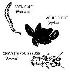 Arénicole, Moule Bleu, et Crevette Fouisseuse