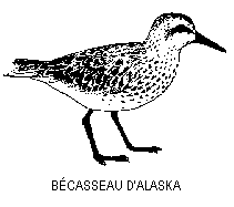 Bécasseau d`Alaska