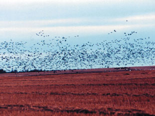 Geese and cranes