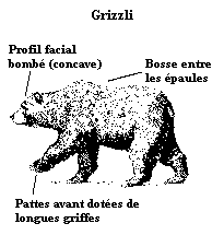 Grizzli