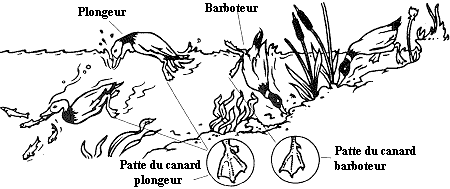 Caractéristiques uniques