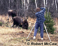 Man photographing moose