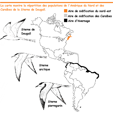 La répartition de la Sterne de Dougall