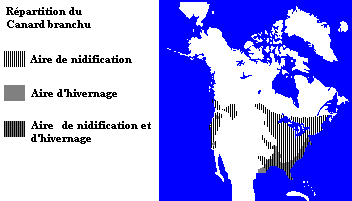 La répartition du Canard branchu