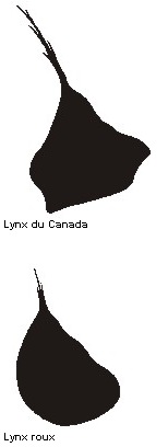 Comparaison des oreilles du lynx roux et du lynx du Canada
